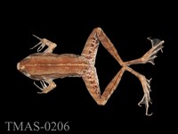 藏品(腹斑蛙)的圖片